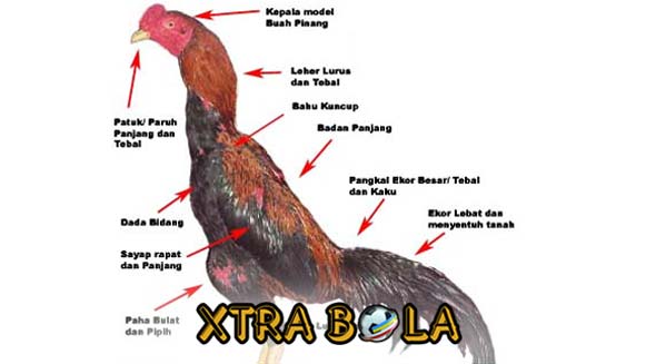 Katuranggan Leher Ayam Bangkok Aduan Petarung Mematikan