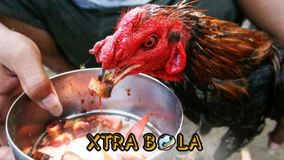 Rahasia Ampuh Obat Penambah Stamina Ayam Bangkok Para Botoh