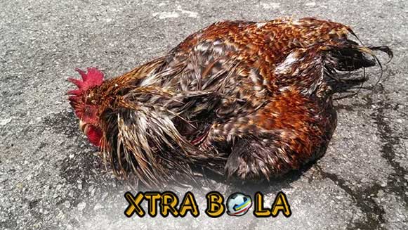 Tips Mengatasi dan Menyembuhkan Ayam Bangkok Terkena Berak Kapur