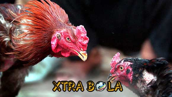 3 Syarat Ampuh Memiliki Ayam Aduan Super Agresif Mematikan