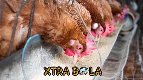 Tips Cepat Mengatasi Ayam Bangkok Aduan Yang Susah Makan