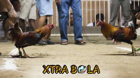 4 Ciri Ayam Bangkok Aduan Siap Tarung Di Arena Laga