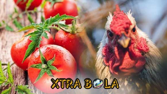 Rahasia Buah Tomat Yang Jarang Diketahui Untuk Ayam Bangkok