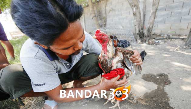 Cara Melatih Fisik Ayam Bangkok Agar Tidak Mudah Lelah