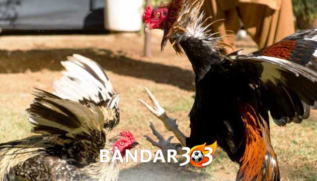 Kelebihan Pukulan Ayam Bangkok Pukul Terbang Mematikan