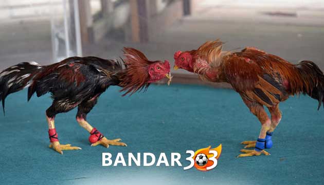 Silsilah Ayam Bangkok Paling Mematikan Di Arena Laga