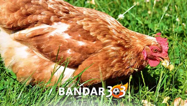 Ini Alasan Utama Mengapa Ayam Bangkok Tidak Mau Makan
