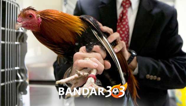 Ketahui Titik Lemah Ayam Bangkok Dengan Mudah dan Tepat