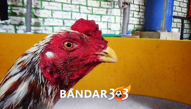 Cara Mudah Obati Mata Ayam Bangkok Yang Berbusa dan Berair