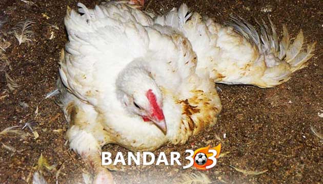 Tips Mengobati Ayam Bangkok Lumpuh Mendadak Dengan Cepat