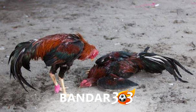 Ciri & Perawatan Ayam Bangkok Pukul Mati