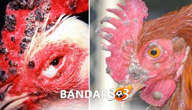 Ciri-Ciri Penyakit Cacar Pada Ayam Bangkok